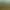 Sisal plant